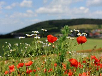 Produktbild: CALVENDO Puzzle Ein Motiv aus dem Kalender Roter Mohn, bunte Wiesen | 1000 Teile Lege-Gr&ouml;&szlig;e 64x48cm Foto-Puzzle f&uuml;r gl&uuml;ckliche Stunden