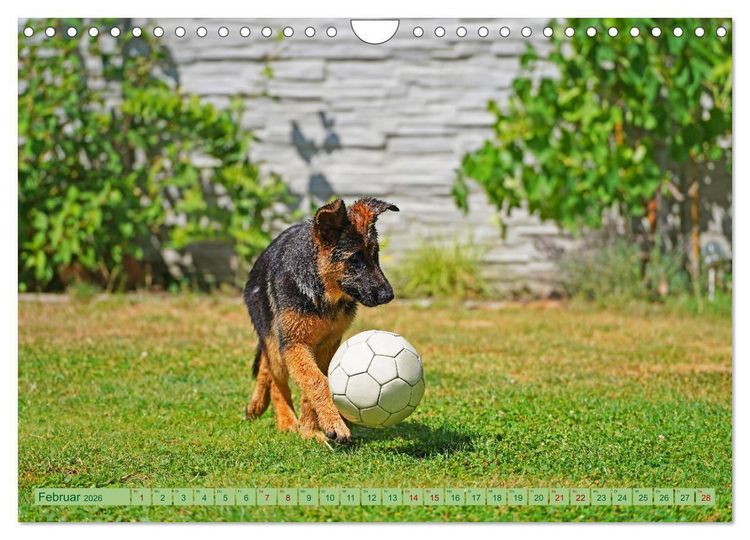 Produktbild: Faszination Sch&auml;ferhundwelpe (Wandkalender 2026 DIN A4 quer), CALVENDO Monatskalender