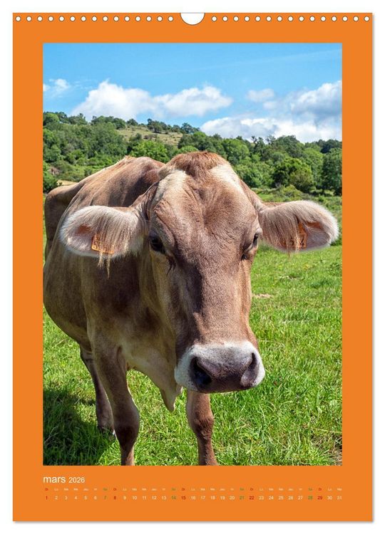 Produktbild: Beaut&eacute; rustique Regards animaliers (Calendrier mural 2026 DIN A3 horizontal), CALVENDO calendrier mensuel