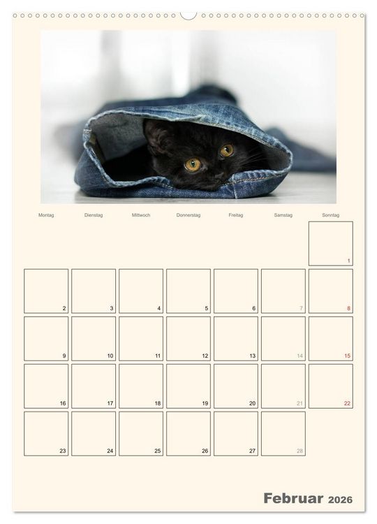 Produktbild: Schmusige Britisch Kurzhaar (Wandkalender 2026 DIN A2 hoch), CALVENDO Monatskalender