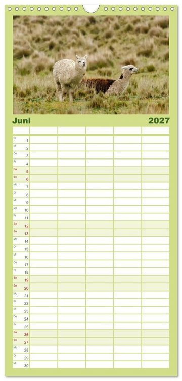 Produktbild: Familienplaner 2027 - Unter Lamas und Alpakas mit 5 Spalten (Wandkalender, 21 x 45 cm) CALVENDO