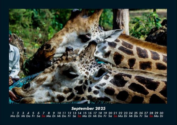 Produktbild: Giraffen 2025 Fotokalender DIN A4