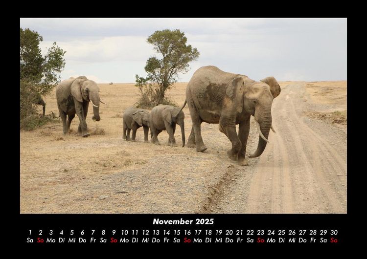 Produktbild: Elefanten - Die sanften Riesen Afrikas 2025 Fotokalender DIN A3