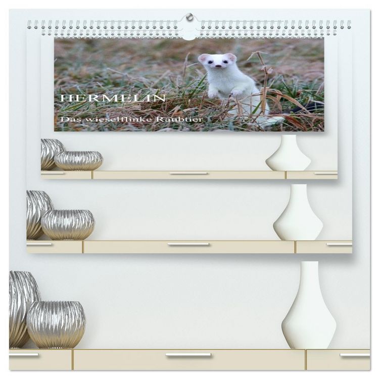 Produktbild: Hermelin - das wieselflinke Raubtier (hochwertiger Premium Wandkalender 2026 DIN A2 quer), Kunstdruck in Hochglanz