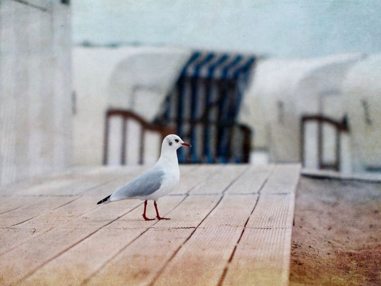 Produktbild: CALVENDO Puzzle M&ouml;we am Strand 1000 Teile Lege-Gr&ouml;&szlig;e 64 x 48 cm Foto-Puzzle Bild von Heike Hultsch