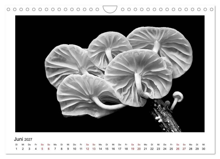 Produktbild: Die grafische Sch&ouml;nheit der Pflanzen &ndash; Schwarz-Wei&szlig; (Wandkalender 2027 DIN A4 quer), CALVENDO Monatskalender
