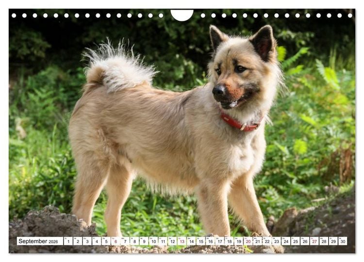 Produktbild: Eurasier, der Hund im Wolfspelz (Wandkalender 2026 DIN A4 quer), CALVENDO Monatskalender
