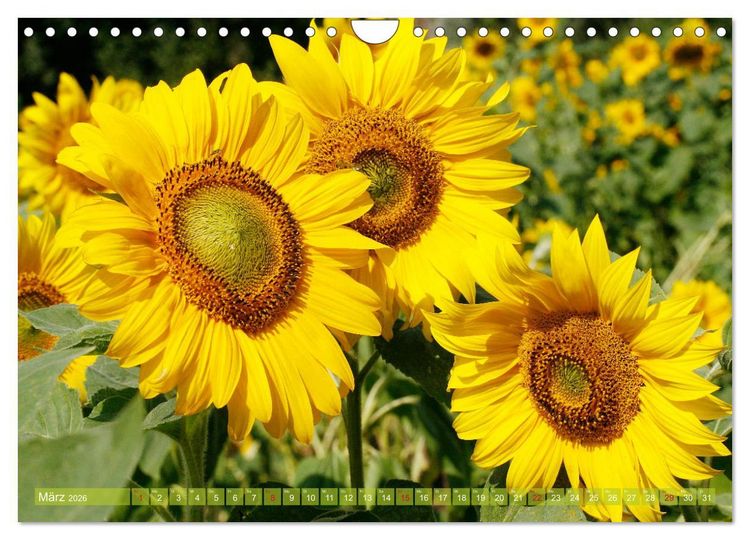 Produktbild: Sonnenblumenwelt (Wandkalender 2026 DIN A4 quer), CALVENDO Monatskalender