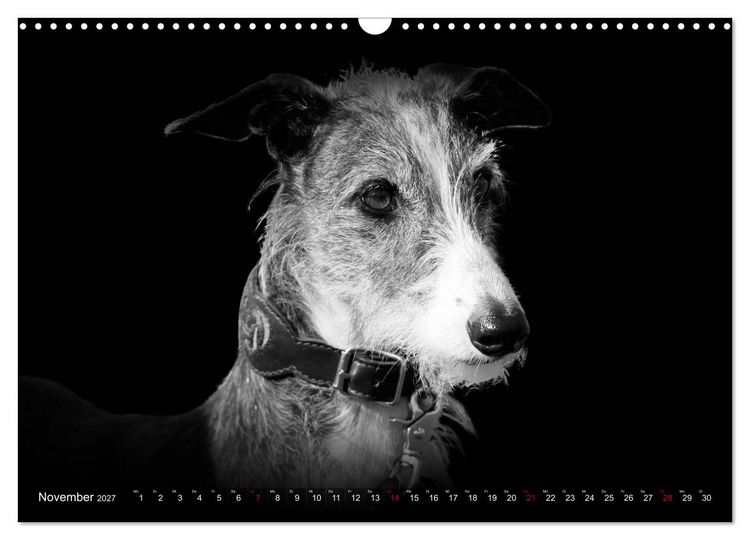 Produktbild: Galgo Espa&ntilde;ol - der spanische Windhund 2027 (Wandkalender 2027 DIN A3 quer), CALVENDO Monatskalender