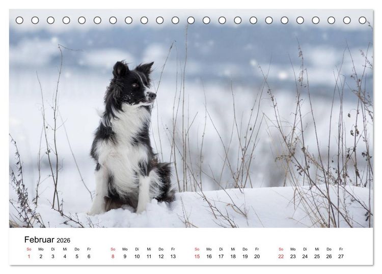 Produktbild: Border Collie - Bunt und clever! (Tischkalender 2026 DIN A5 quer), CALVENDO Monatskalender