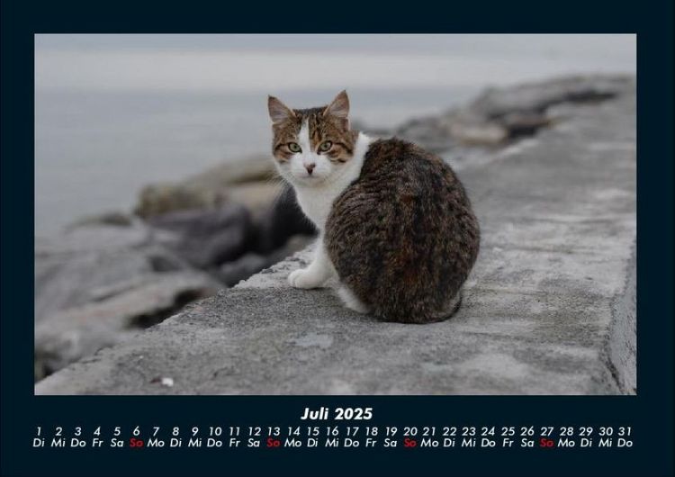 Produktbild: Welt der Tiere 2025 Fotokalender DIN A4