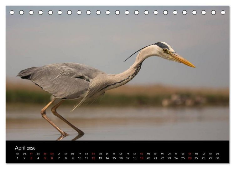 Produktbild: Reiher - Der Tanz auf dem Wasser (Tischkalender 2026 DIN A5 quer), CALVENDO Monatskalender