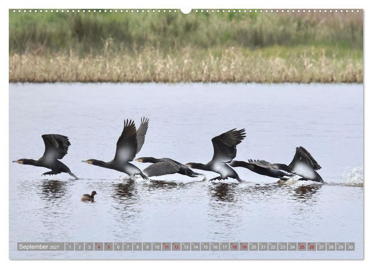 Produktbild: V&ouml;gel im Fluge - Ocells en vol (Wandkalender 2027 DIN A2 quer), CALVENDO Monatskalender
