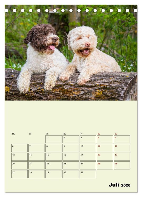 Produktbild: Lagotto Romagnolo - Der Tr&uuml;ffelhund Italiens - Planer (Tischkalender 2026 DIN A5 hoch), CALVENDO Monatskalender