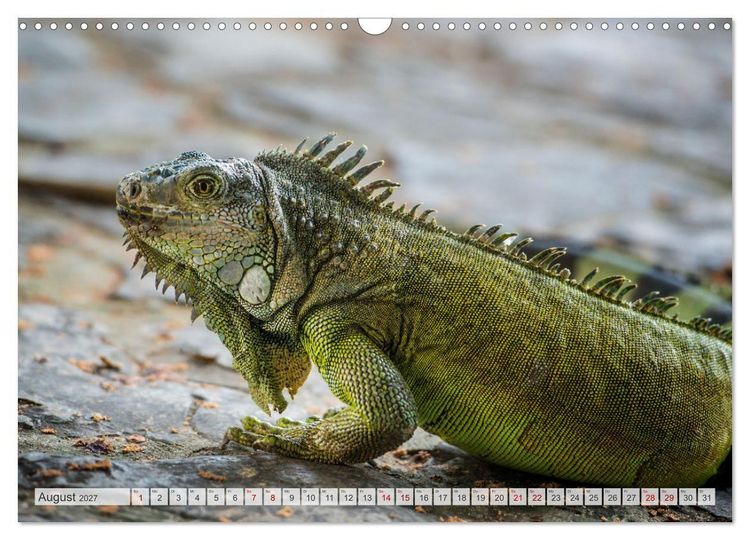 Produktbild: Drachen: Geheimnisvolles Tierreich (Wandkalender 2027 DIN A3 quer), CALVENDO Monatskalender