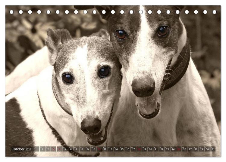 Produktbild: Windhunde eye-catcher (Tischkalender 2026 DIN A5 quer), CALVENDO Monatskalender