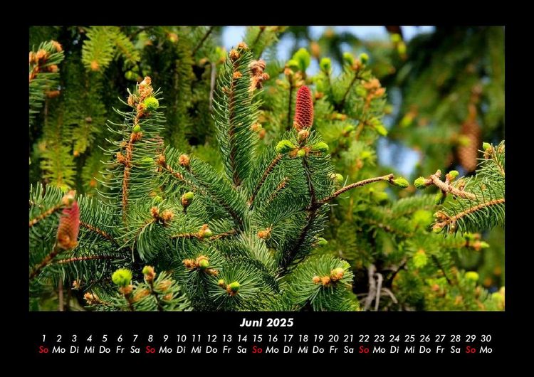 Produktbild: B&auml;ume 2025 Fotokalender DIN A3