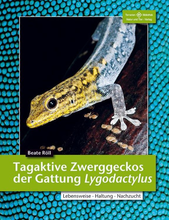 Produktbild: Tagaktive Zwerggeckos der Gattung Lygodactylus