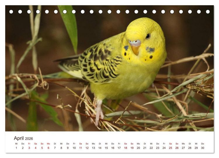 Produktbild: Wellensittiche - der NEUE Kalender (Tischkalender 2026 DIN A5 quer), CALVENDO Monatskalender