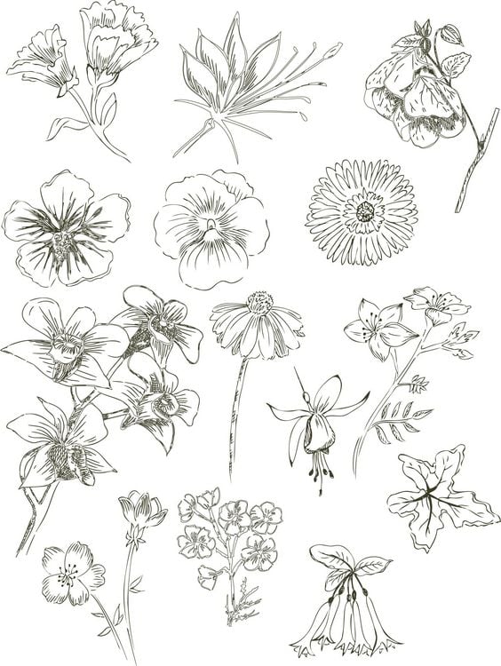 Produktbild: Natur Inspiration &ndash; 50 Gartenmotive kolorieren