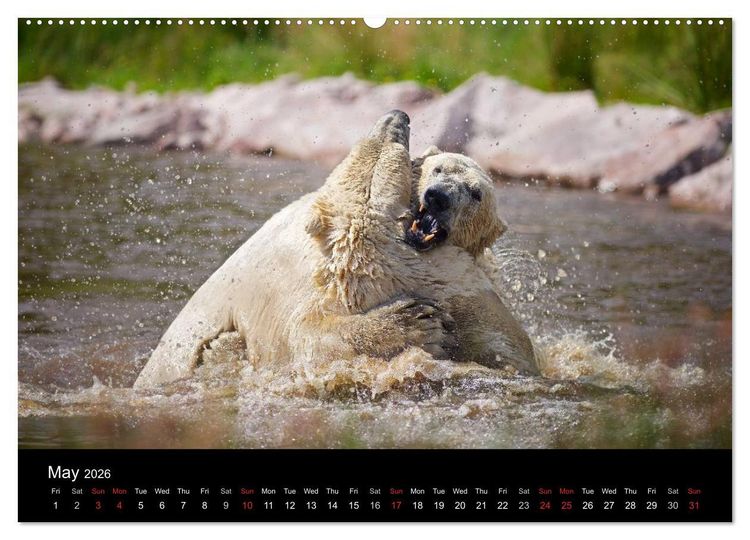Produktbild: POLAR BEARS - ARCTIC LEGENDS (High Quality Premium Wall Calendar 2026 DIN A2 landscape),CALVENDO 12 Month Wall Calendar