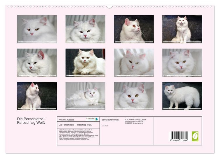 Produktbild: Die Perserkatze - Farbschlag Wei&szlig; (hochwertiger Premium Wandkalender 2026 DIN A2 quer), Kunstdruck in Hochglanz