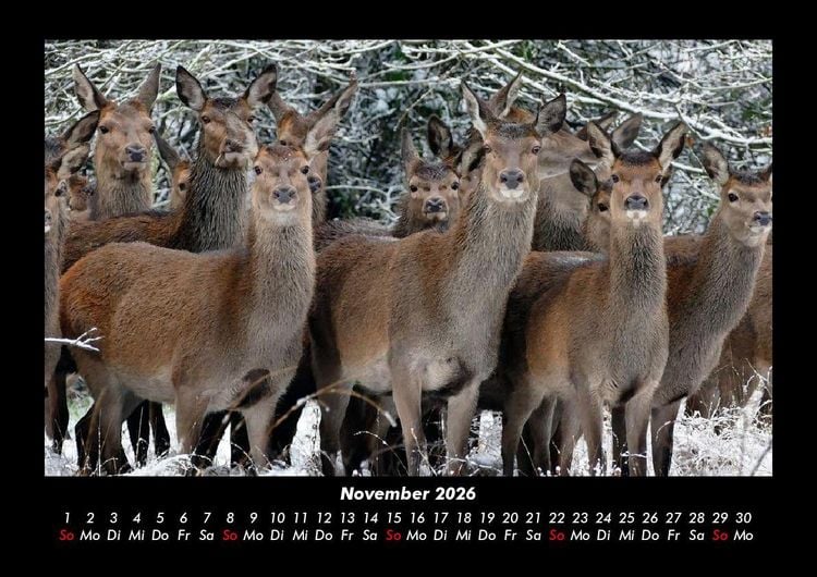 Produktbild: Welt der Tiere 2026 Fotokalender DIN A3