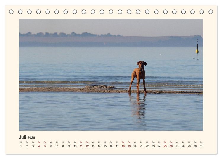 Produktbild: Rhodesian Ridgeback Power aus S&uuml;dafrika (Tischkalender 2026 DIN A5 quer), CALVENDO Monatskalender
