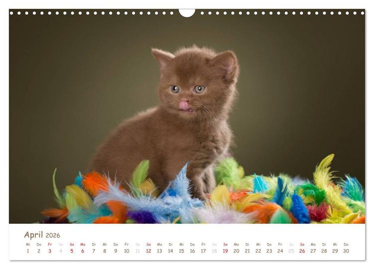 Produktbild: Die Britisch Kurzhaar (Wandkalender 2026 DIN A3 quer), CALVENDO Monatskalender