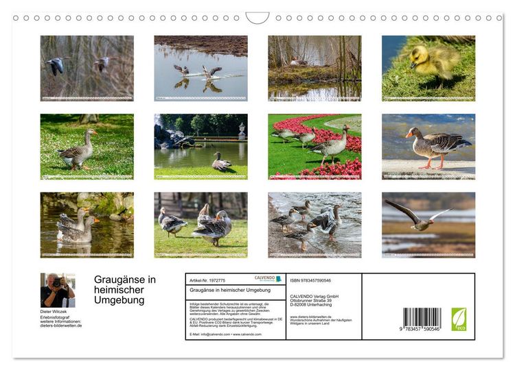 Produktbild: Graug&auml;nse in heimischer Umgebung (Wandkalender 2026 DIN A3 quer), CALVENDO Monatskalender
