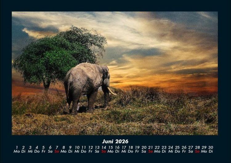 Produktbild: Elefanten 2026 Fotokalender DIN A4