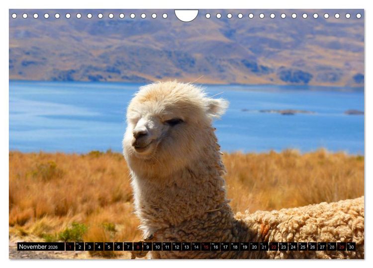 Produktbild: Alpakas und Lamas (Wandkalender 2026 DIN A4 quer), CALVENDO Monatskalender
