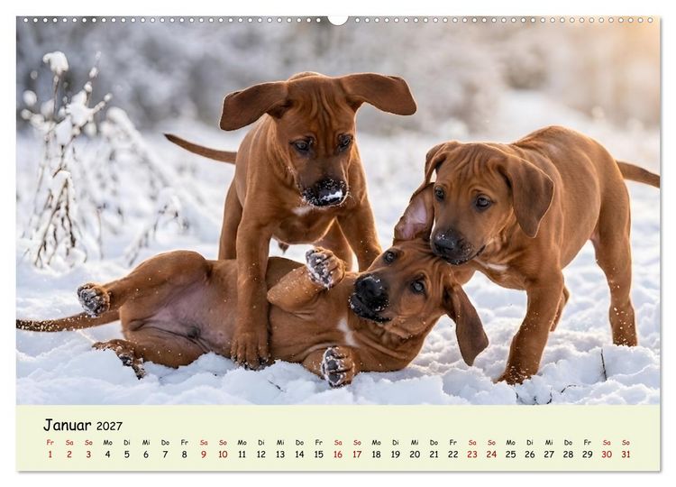 Produktbild: Rhodesian Ridgeback - Welpenzauber (Wandkalender 2027 DIN A2 quer), CALVENDO Monatskalender