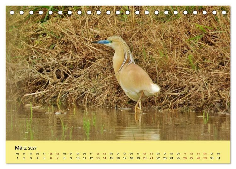 Produktbild: Flamingo und Co - Faszinierende Vogelwelt S&uuml;dfrankreichs (Tischkalender 2027 DIN A5 quer), CALVENDO Monatskalender