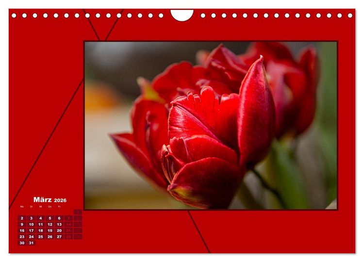 Produktbild: Powerfarbe Rot (Wandkalender 2026 DIN A4 quer), CALVENDO Monatskalender