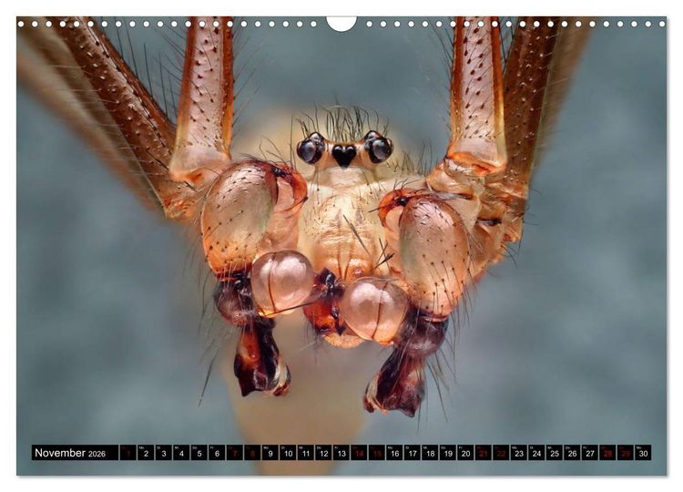Produktbild: Faszination Makrofotografie: Spinnen (Wandkalender 2026 DIN A3 quer), CALVENDO Monatskalender