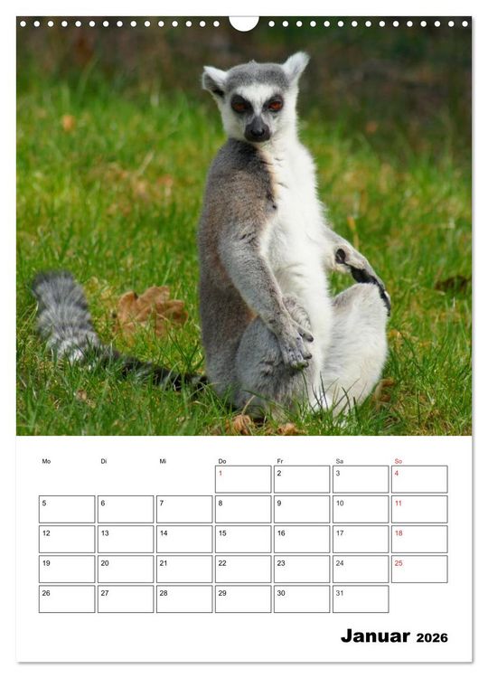 Produktbild: Katta Terminplaner (Wandkalender 2026 DIN A3 hoch), CALVENDO Monatskalender
