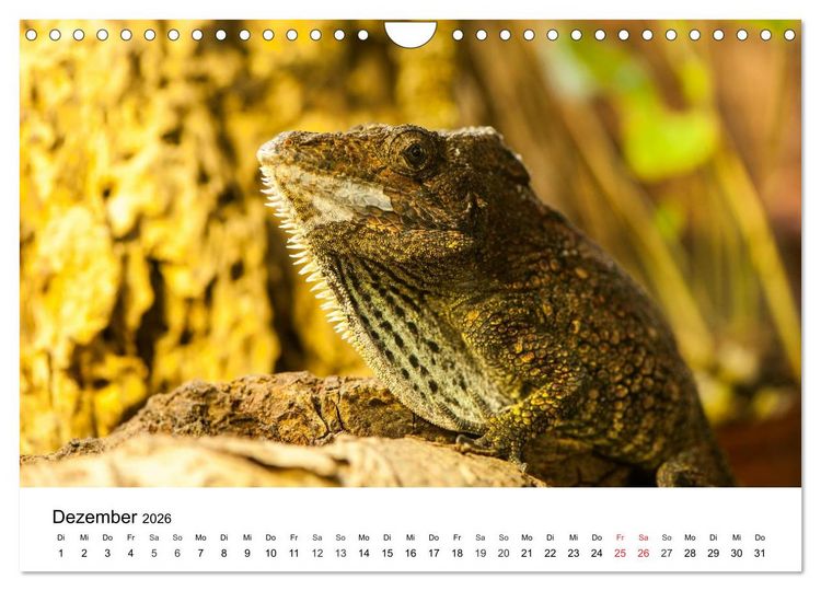 Produktbild: Faszination - Echsen (Wandkalender 2026 DIN A4 quer), CALVENDO Monatskalender