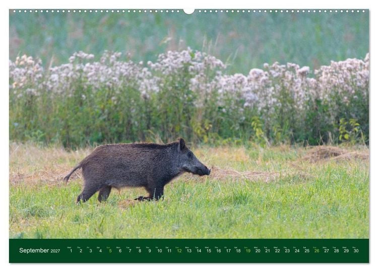 Produktbild: Wild Boars (Wall Calendar 2027 DIN A2 landscape), CALVENDO 12 Month Wall Calendar