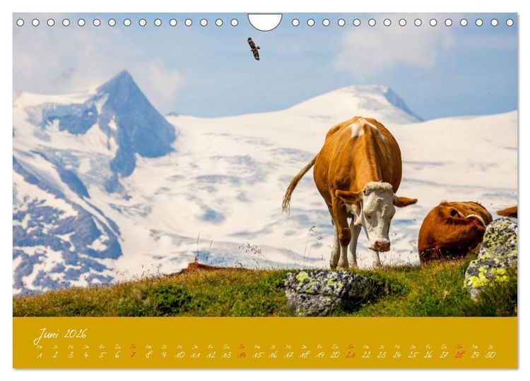 Produktbild: Friedliche K&uuml;he (Wandkalender 2026 DIN A4 quer), CALVENDO Monatskalender