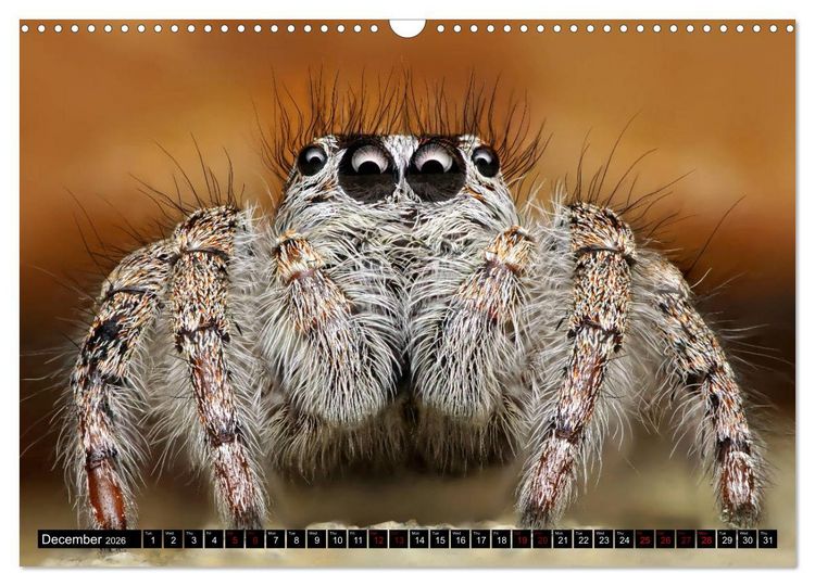 Produktbild: Jumping Spiders (Wall Calendar 2026 DIN A3 landscape), CALVENDO 12 Month Wall Calendar