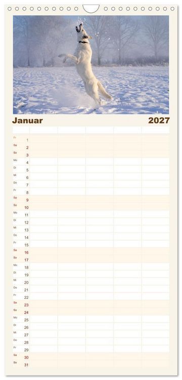 Produktbild: Familienplaner 2027 - Berger Blanc Suisse - Weggef&auml;hrten auf 4 Pfoten mit 5 Spalten (Wandkalender, 21 x 45 cm) CALVENDO