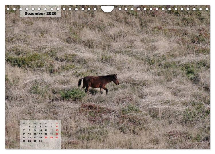 Produktbild: Nordportugal - Heimat der letzten wilden Pferde (Wandkalender 2026 DIN A4 quer), CALVENDO Monatskalender