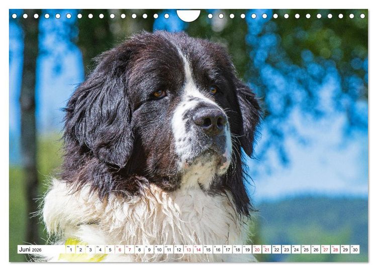 Produktbild: Traumhund Landseer (Wandkalender 2026 DIN A4 quer), CALVENDO Monatskalender