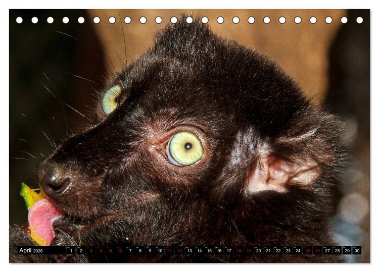 Produktbild: Lemuren Portraits (Tischkalender 2026 DIN A5 quer), CALVENDO Monatskalender