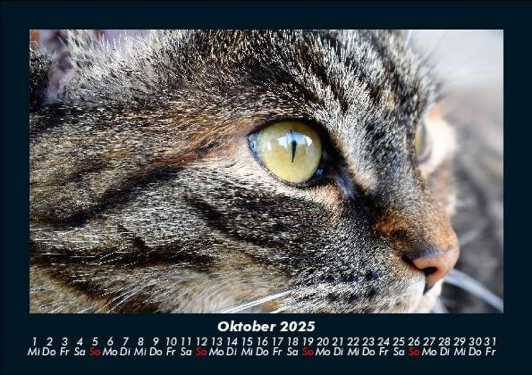 Produktbild: F&uuml;r Katzenfreunde 2025 Fotokalender DIN A5