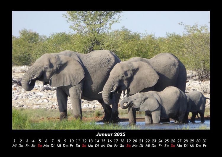 Produktbild: Elefanten 2025 Fotokalender DIN A3
