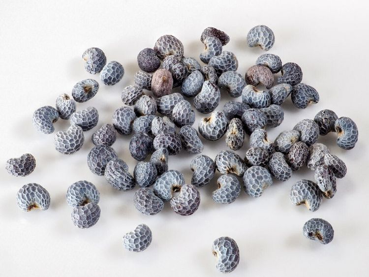 Produktbild: CALVENDO Puzzle Blaumohn | 1000 Teile Lege-Gr&ouml;&szlig;e 64x48cm Foto-Puzzle f&uuml;r gl&uuml;ckliche Stunden