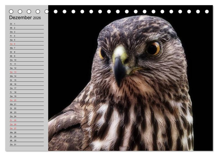 Produktbild: Falken und Greifv&ouml;gel - Edle J&auml;ger (Tischkalender 2026 DIN A5 quer), CALVENDO Monatskalender