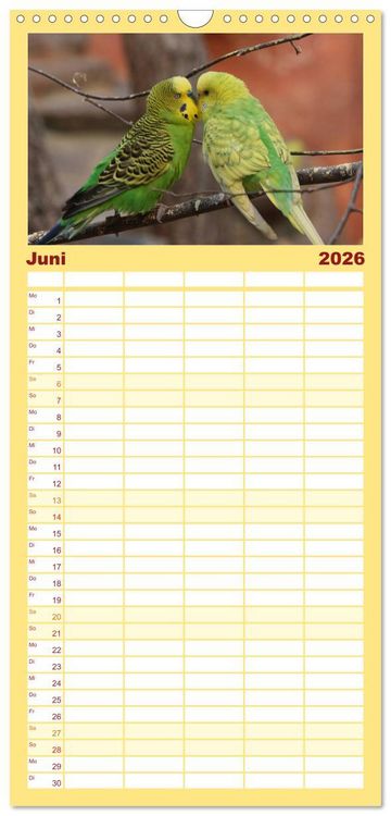 Produktbild: Familienplaner 2026 - Wellensittiche - Gefiederte Freunde mit 5 Spalten (Wandkalender, 21 x 45 cm) CALVENDO